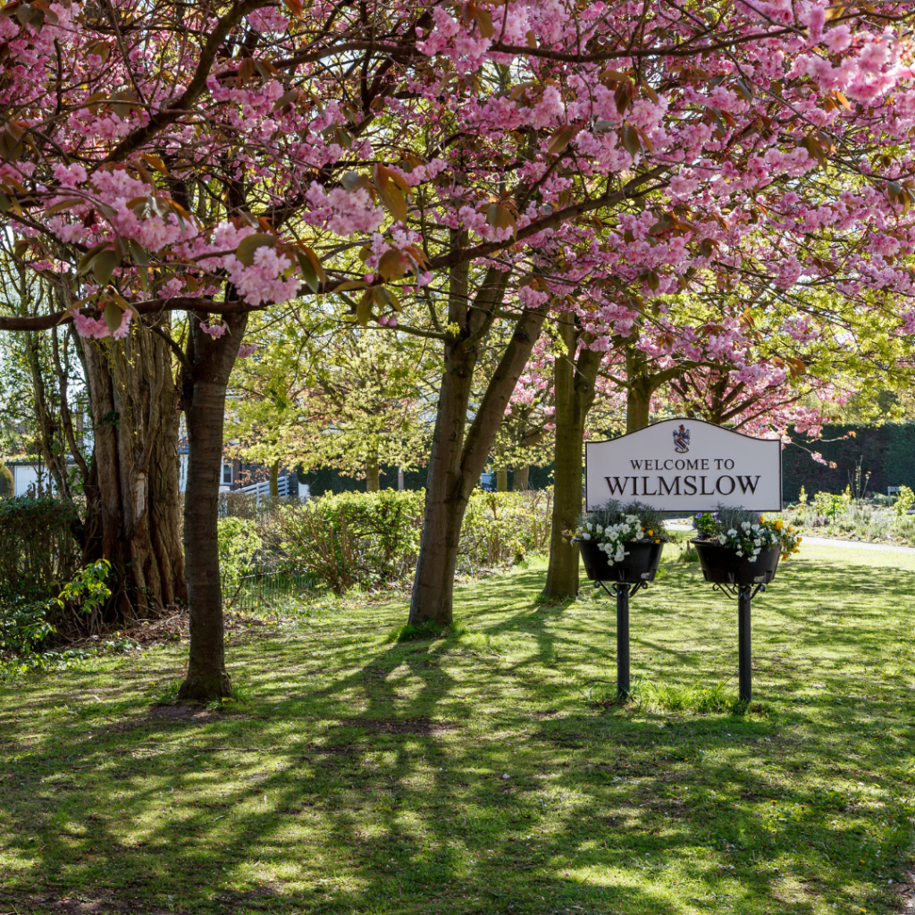 Welcome to Wilmslow sign beneath the cherry blossom trees